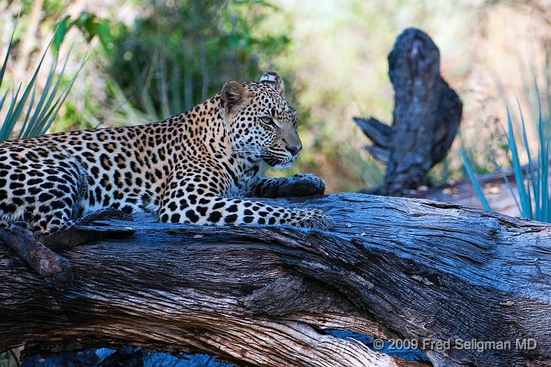 20090615_095643 D300 X1.jpg - Leopard in Okavanga Delta, Botswana